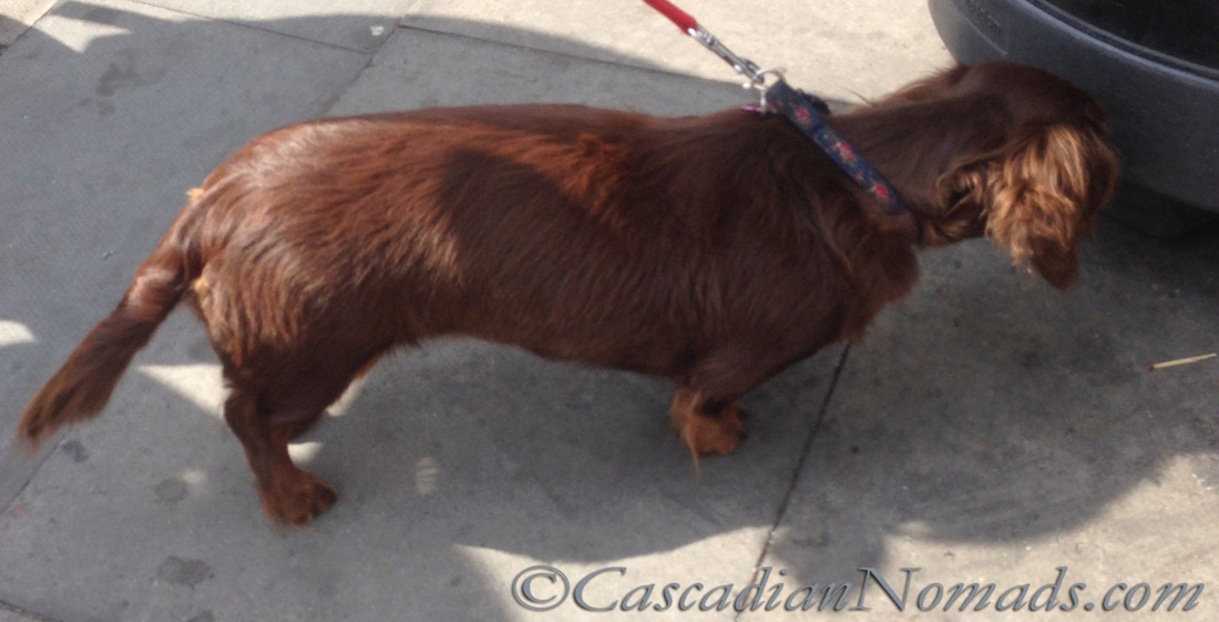 Chocolate long haired dachshund sniffs the rubbish bin at the bus stop in London.