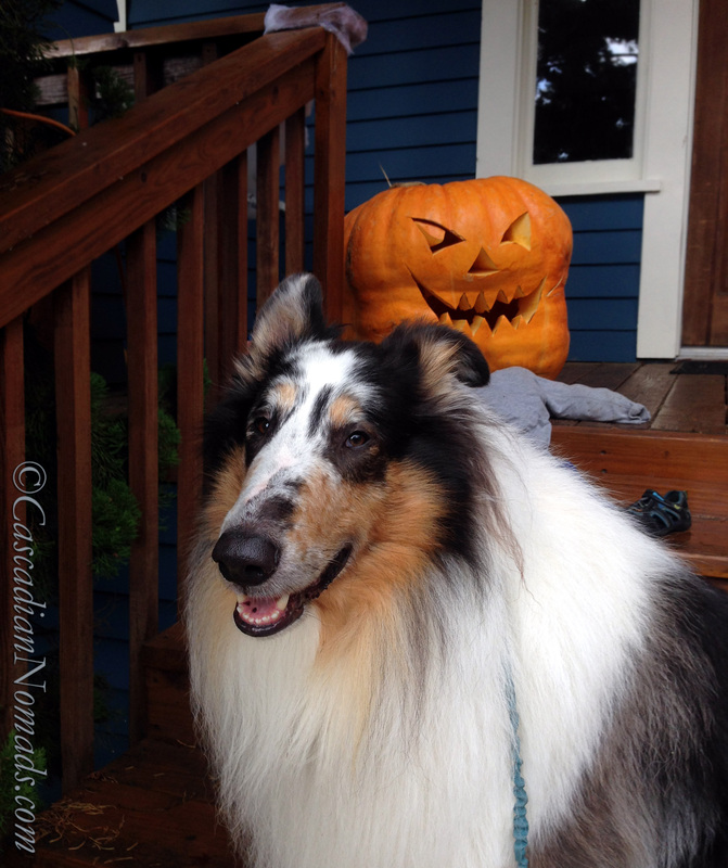 It's The Great Pumpkin Wordless Wednesday: Fun Halloween photographs of rough collie dog with a giant jack-o-lantern pumpkin. 