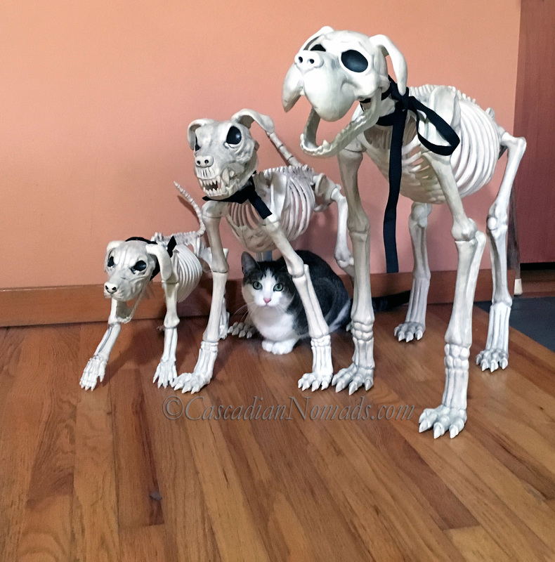 No Animal Nor Man Can Scream Like I Can - Abyssinian Tabby Cat Amelia Hides Under A Skeleton Dog Halloween Decoration
