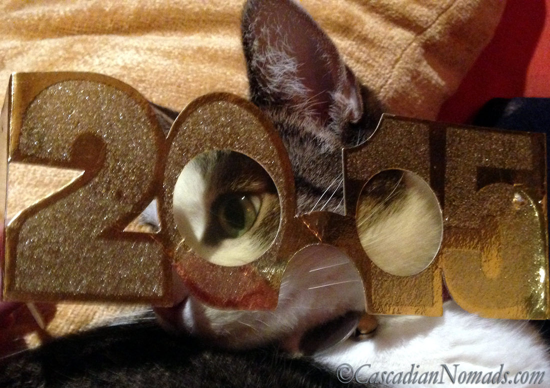 Cat Amelia poses for a silly photo peering through 2015 glasses