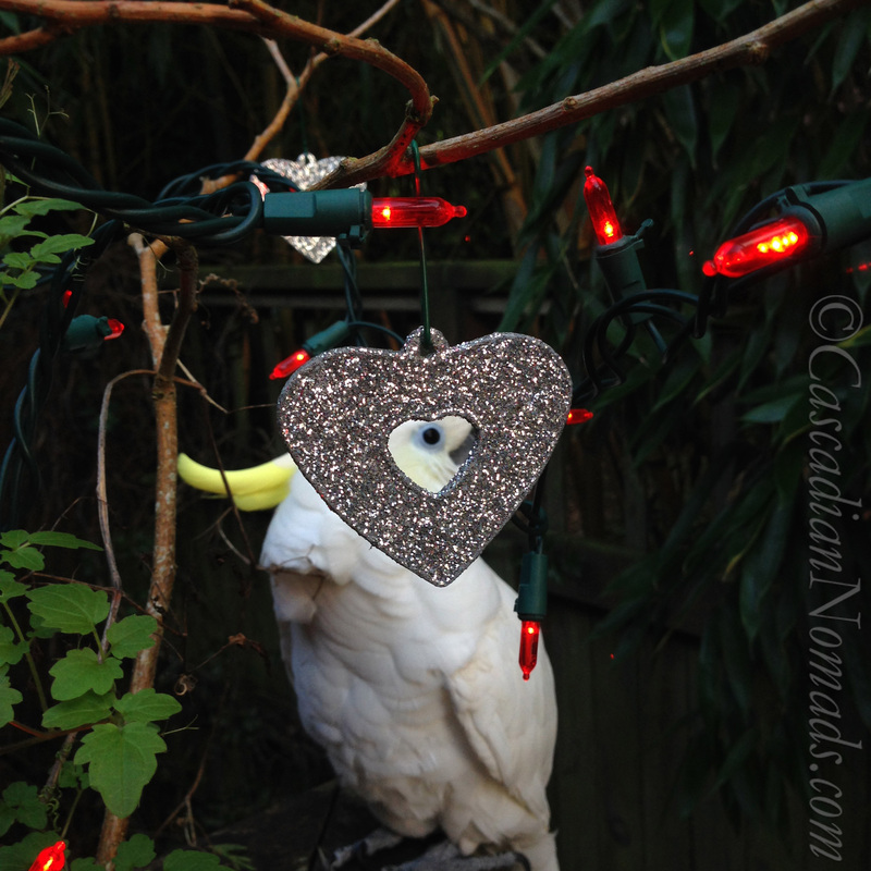 A view of a cockatoo eye through the center of a heart Valentine's Day decoration