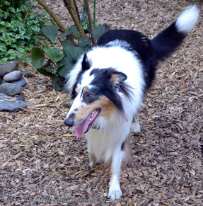 Happy harlequin blu emerle rough collie dog Huxley- Pet Know-It-All Confession: Some Things Are Best Left To The Experts | #TheArtofNutrition