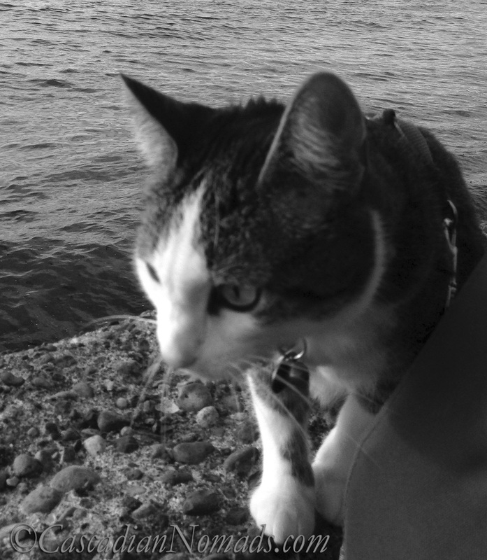 A beautiful black and white photograph of a leashed adventure cat on a Puget Sound seawall