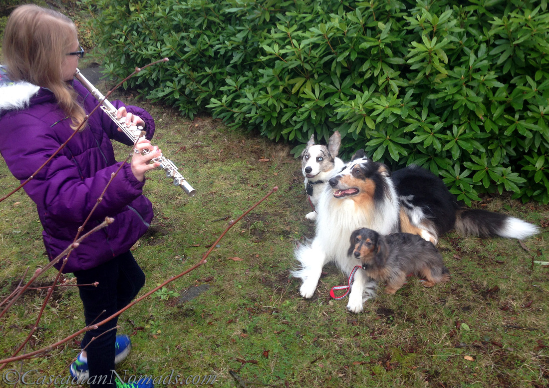 A flutist plays music for corgi, collie and dachshund dogs.