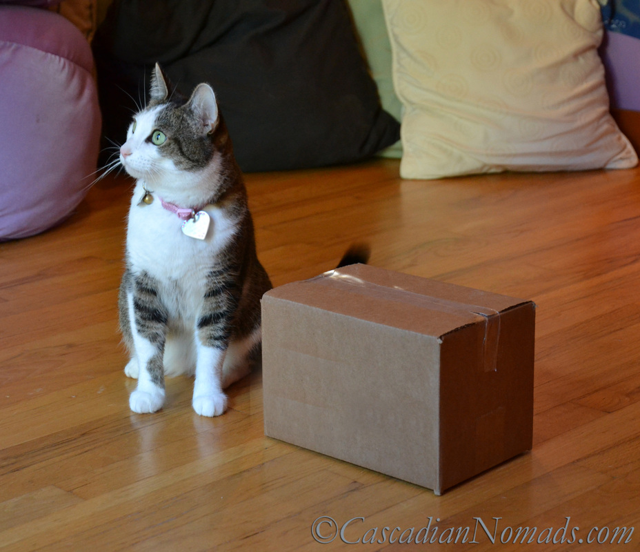 Cats can play positive training games too: 101 Things To Do With A Box.