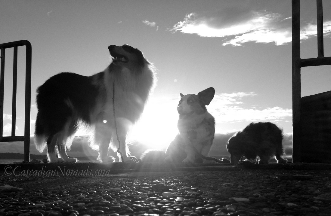 Black and white photograph of a smiling collie, corgi and sniffing dachshund dogs in the foregorund of a stunning sunset.