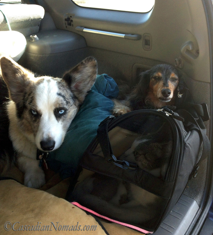 Blue merle cardigan welsh corgi Brychwyn and miniature dachshund dog Wilhelm getting snuggly with traveling cat Amelia in her carrier while waiting for broken car rescue.