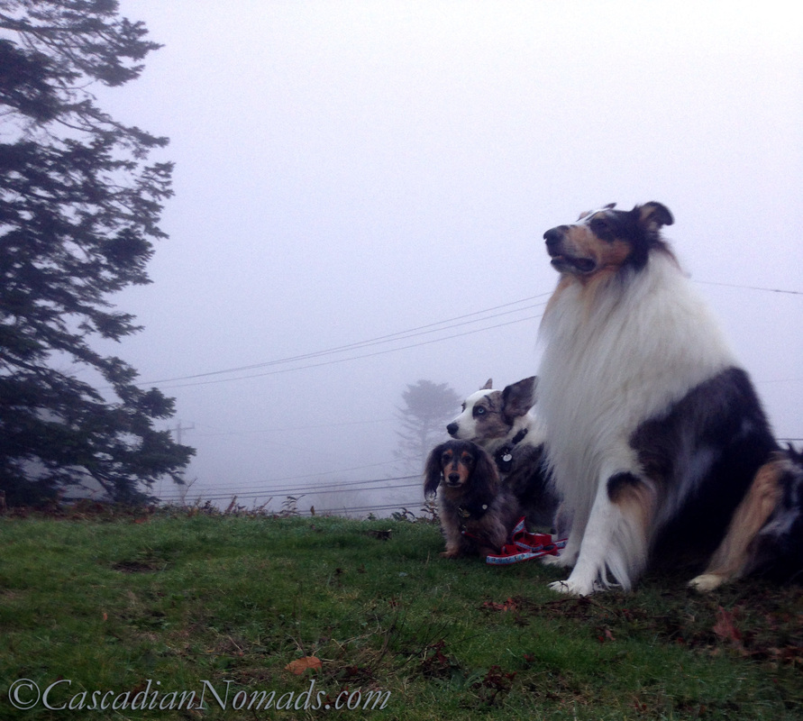 Blue merle cardigan corgi, miniature long haired dachshund and rough collie dog enjoying the Seattle fog