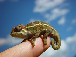A tiny chameleon enjoying some necessary healthy sunshine #ReptileCare