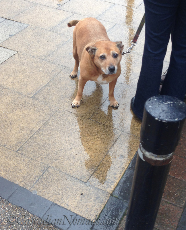 Dog in the rain near the Lenenshulme Market, Manchester, England, United Kingdom.
