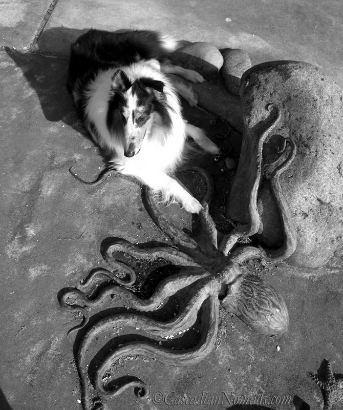Halrequin blue merle rough collie Huxley poses for a black and white photograph with an octopus sculpture at Charles Richey Sr Viewpoint in West Seattle