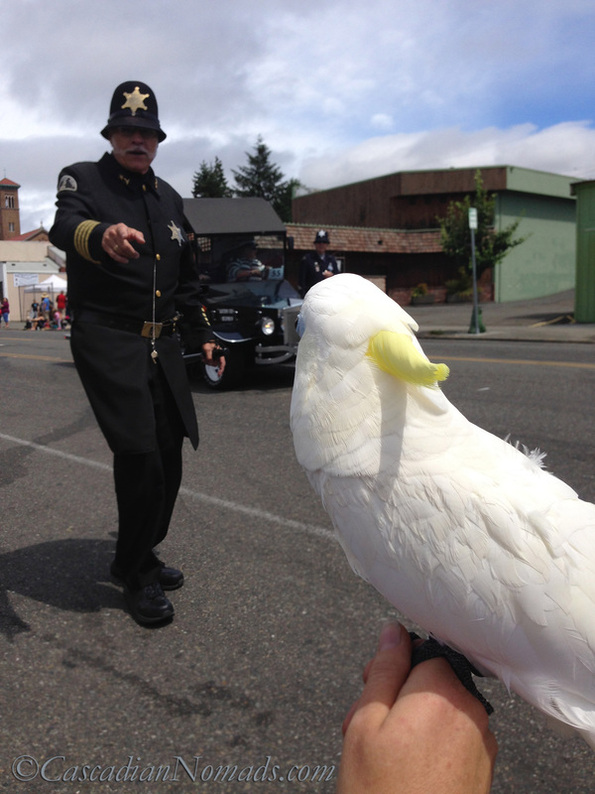 The West Seattle Hi-Yu Parade: Cascadian Nomads cockatoo, Leo, and a couple of Seafair Keystone Cops