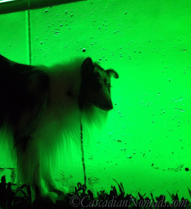 Rough collie dog silhouette in green, Counterbalance Park, Seattle