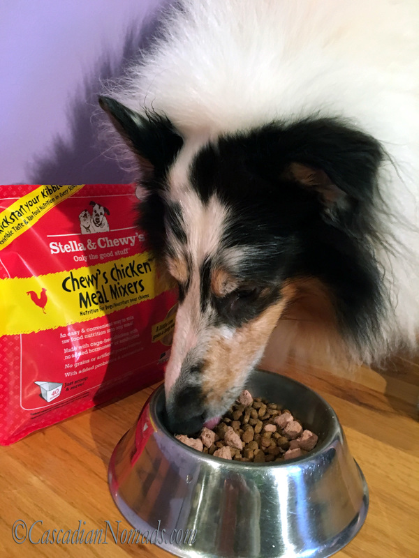 Rough collie Huxley enjoys his bowl full of Meal Mixers and kibble. #KickStartYourKibble