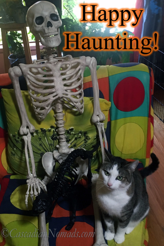 Happy Haunting! Abyssinian Tabby Cat Amelia Poses for a Photo with a Skeleton Cat Halloween Decoration in the lap of a Human Skeleton Halloween Decoration
