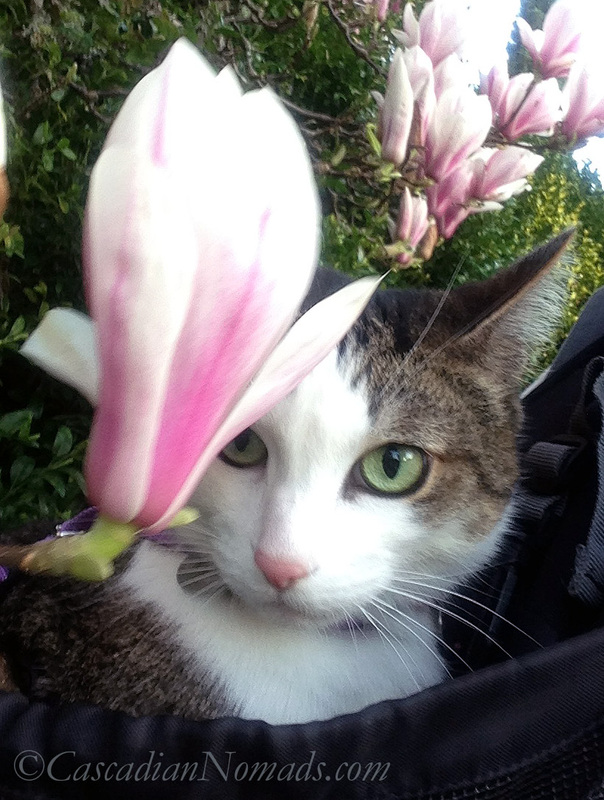 Adventure cat Amelia's selfie photo from her front pack with a magnolia tree blosom.