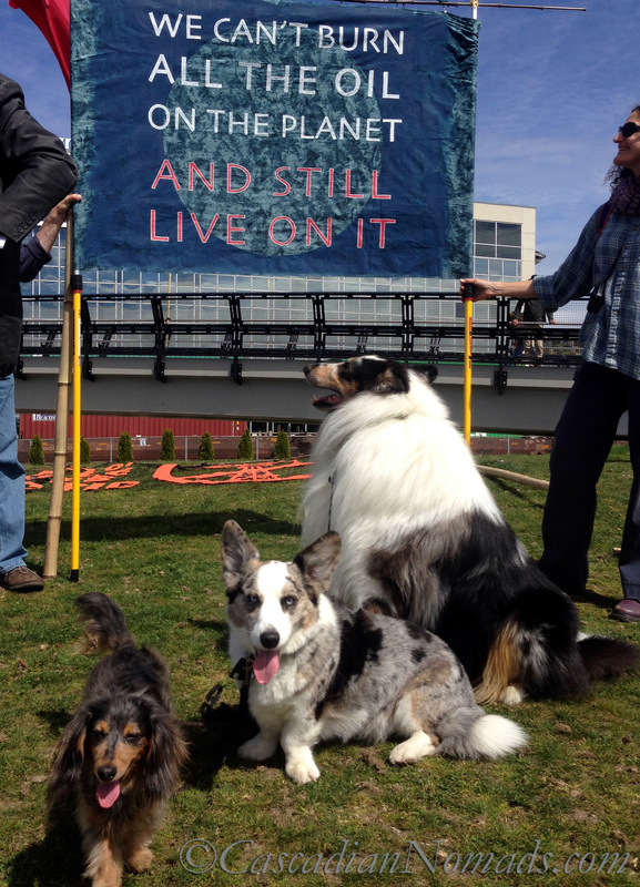 Dachshund Wilhelm, corgi Brychwyn and rough collie Huxley with a sign about protecting the Earth at Myrtle Edwards Park April 26th, 2015