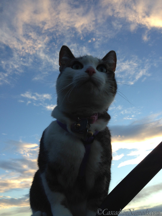 O Beautiful For Spacious Skies: A Stunning Photograph of Cat Amella