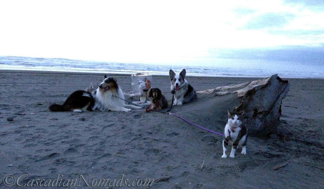 The Cascadian Nomads five: a collie dog, a cockatoo, a dachshund dog, a corgi and a cat, Long Beach, Washington.