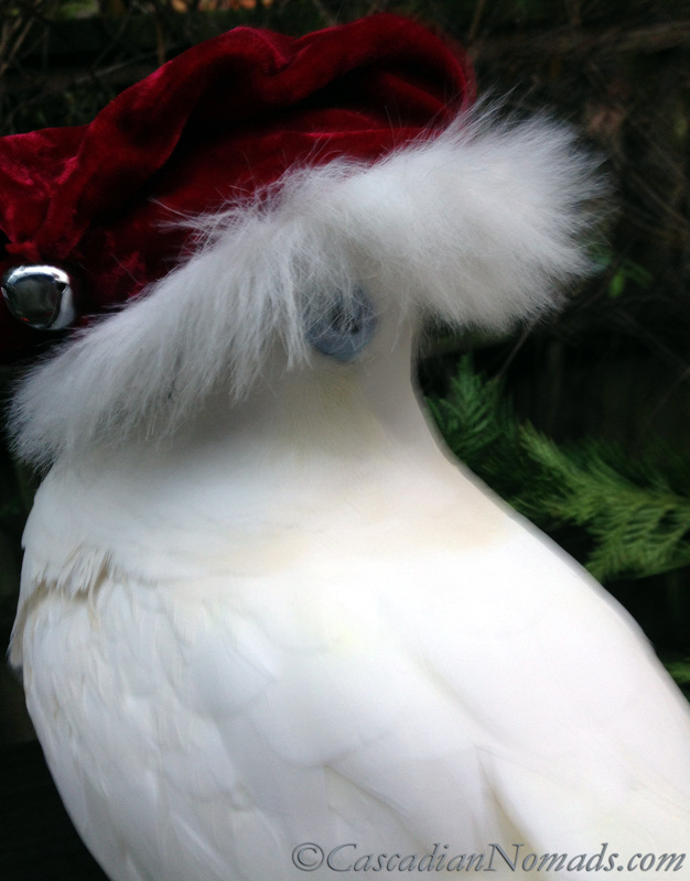 Cockatoo Leo with a Santa hat on his beak