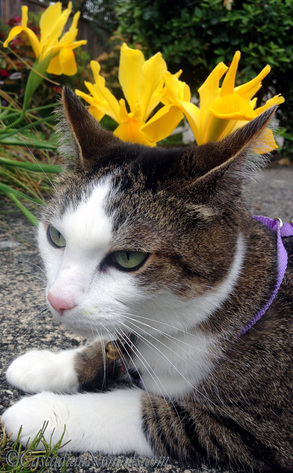 Adventure cat Amelia's selfie photo with a bed of yellow irises