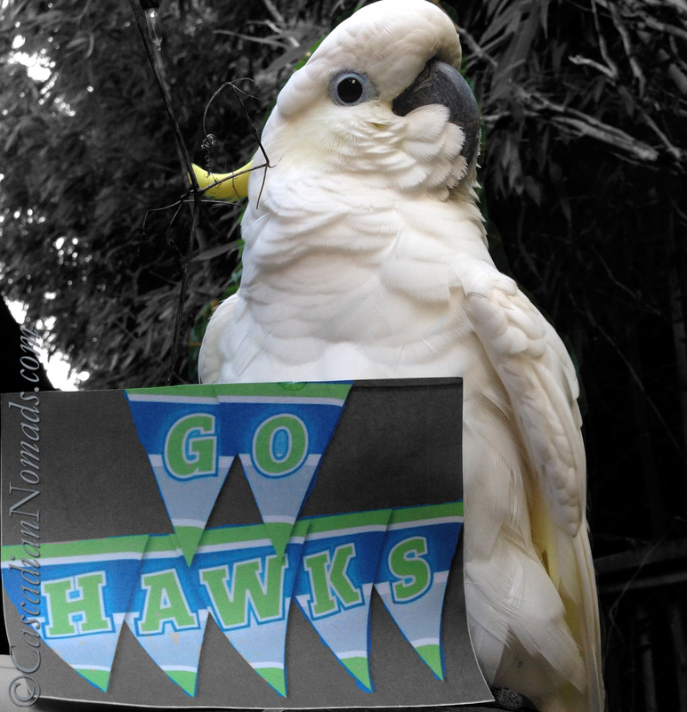 Cockatoo Leo looking down at his colorsplshed Go Hawks banner