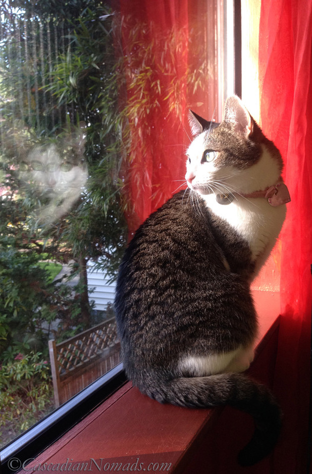 Seattle cat Amelia looks over her shoulder in a sunny spring window sill