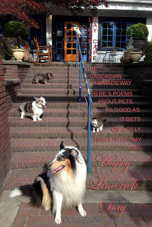 Limerick Day poems with the five Cascadian Nomads pets, triton cockatoo Leo, miniature dachshund Wilhelm, Cardigan welsh corgi  Brychwyn, adventure cat Amelia and rough collie Huxley.