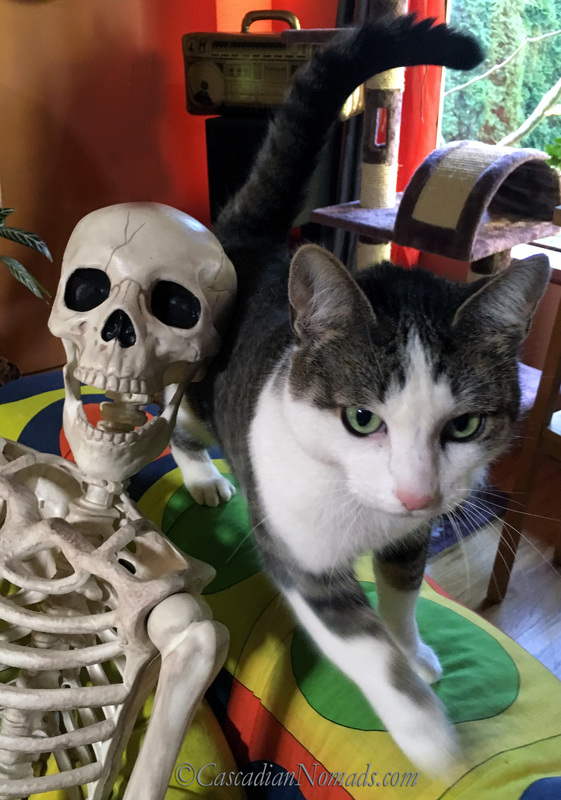 No Animal Nor Man Can Scream Like I Can - Abyssinian Tabby Cat Amelia Exhibits Her Halloween Season Bravery with A Skeleton Decoration