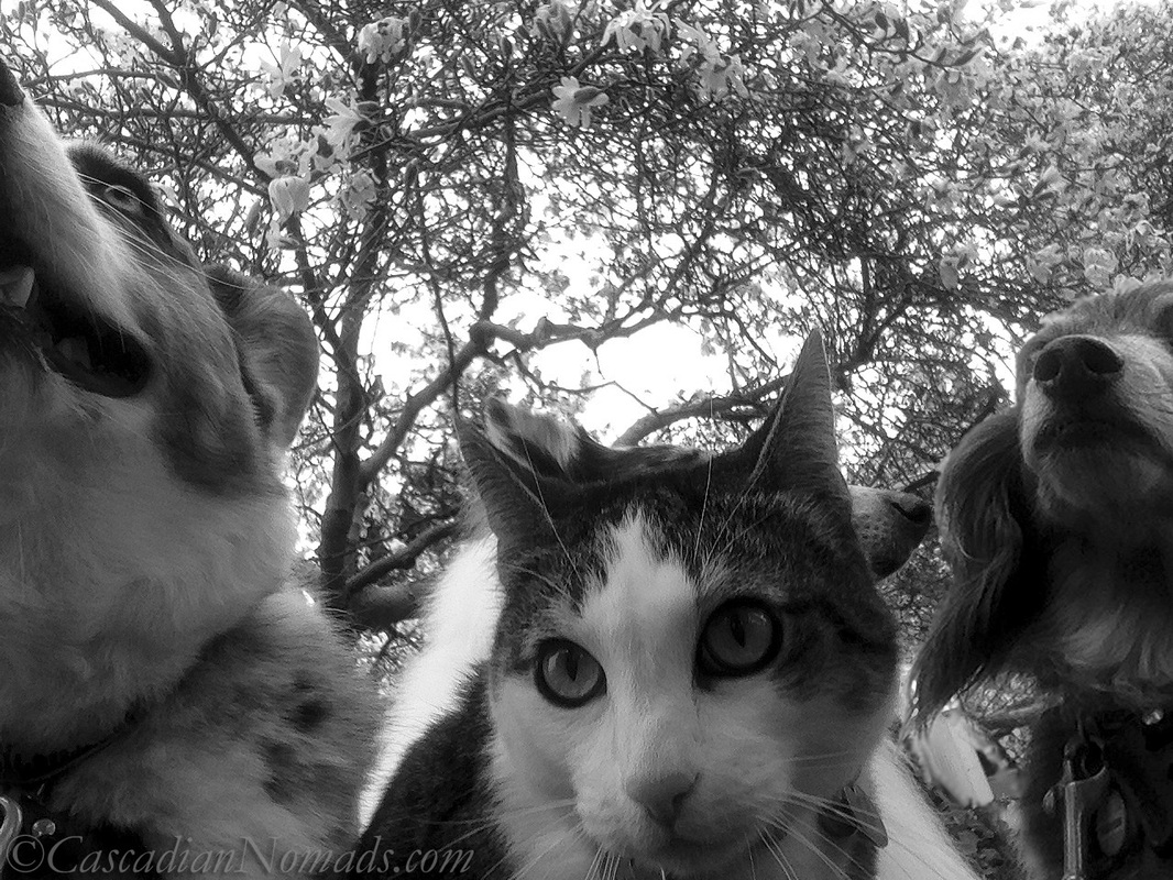 Black and white photograph of Cardigan Welsh corgi Brychwyn, rough collie Huxley's nose, miniature dachshund Wilhelm and adventure cat Amelia enjoy the almost springtime star magnolia tree blossoms.