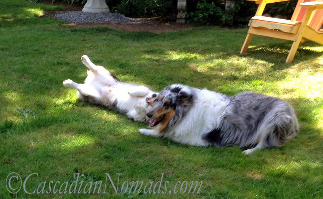 Cardigan Welsh corgi Brychwyn is playing on his back and blue merle rough collie Ginger is alerted to something.