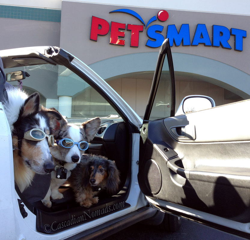 The Cascadian Nomads canines make a #DogDentalHealth stop at PetSmart