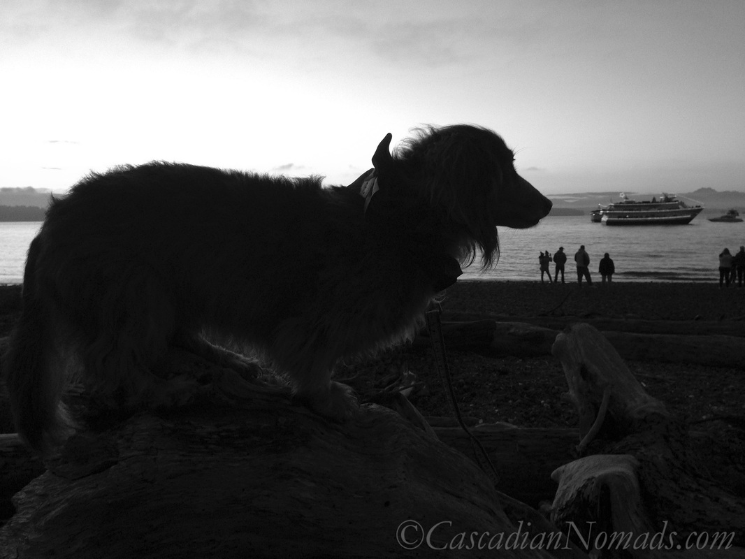 Miniature long haired dachshund during the Christmas Ship Festival at Lowman Beach Park in West Seattle