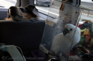 Traveling Triton cockatoo Leo wished he could get as snuggly in the car as rough collie Huxley