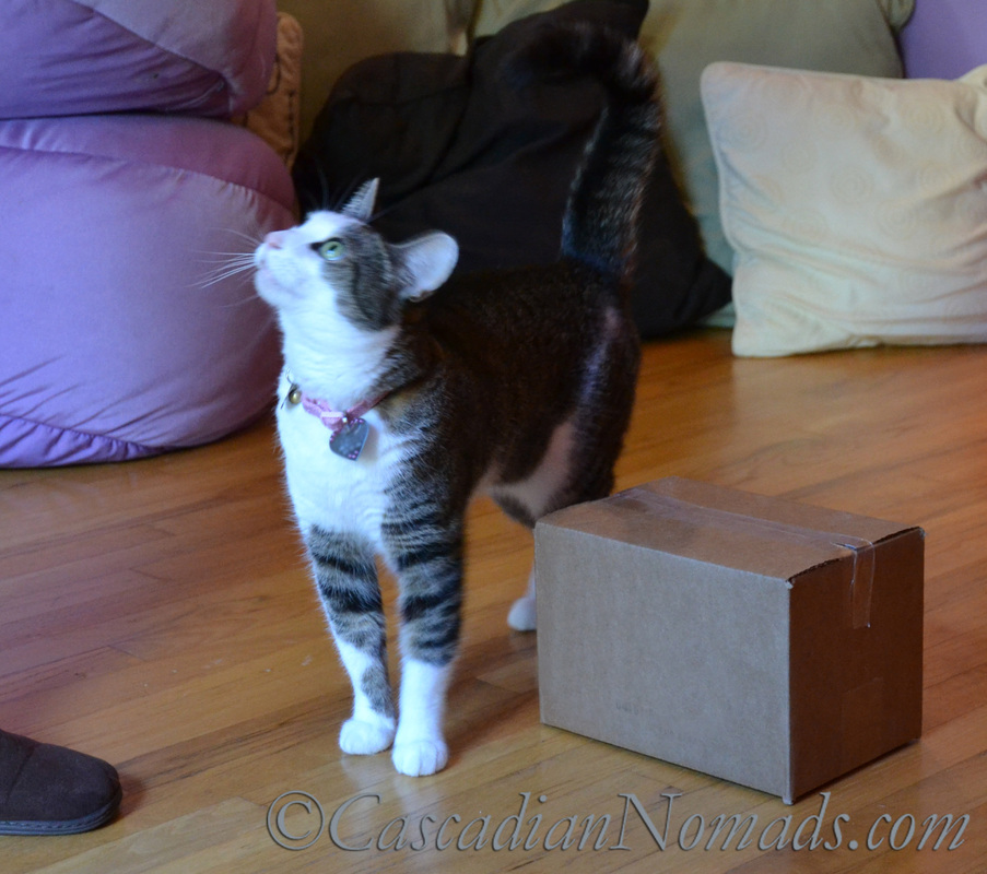 Cats can play positive training games too: 101 Things To Do With A Box.