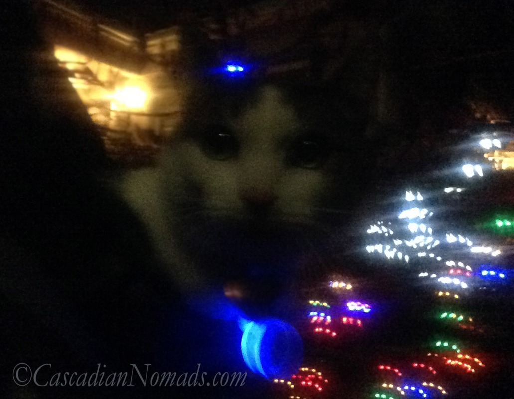 Cat Amelia gets carried past a holiday light display