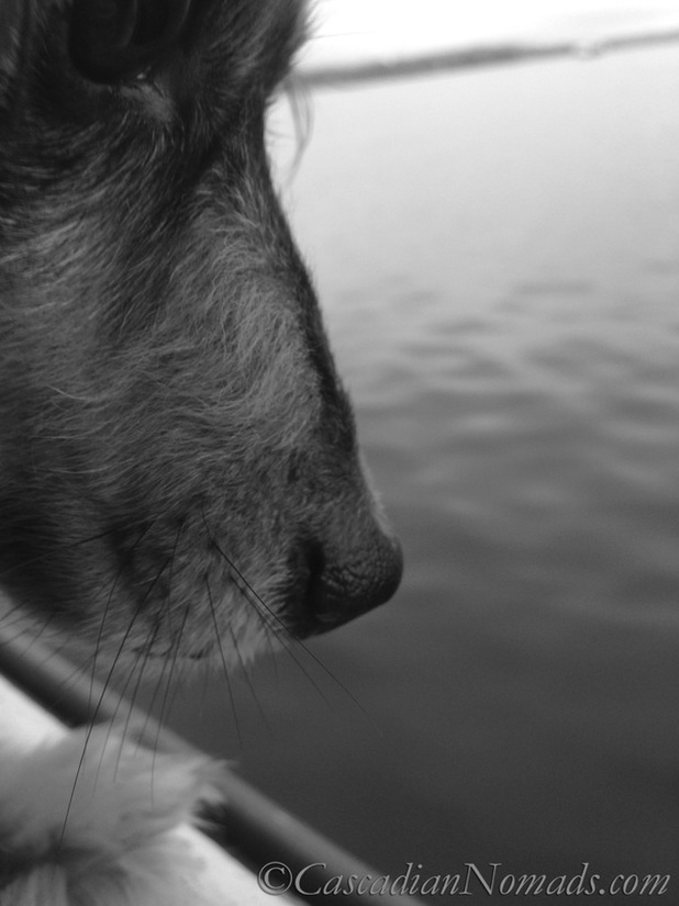 A spectacular black and white photograph close up photo of a dachshund gazing at Puget Sound
