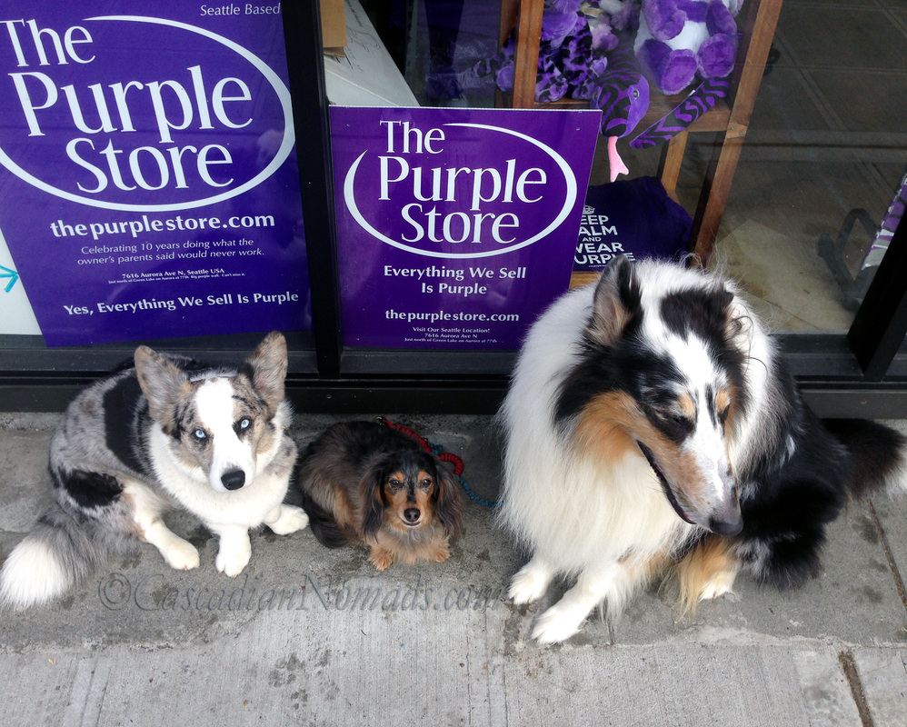 Three dogs at the windo of The Purple Store near a 