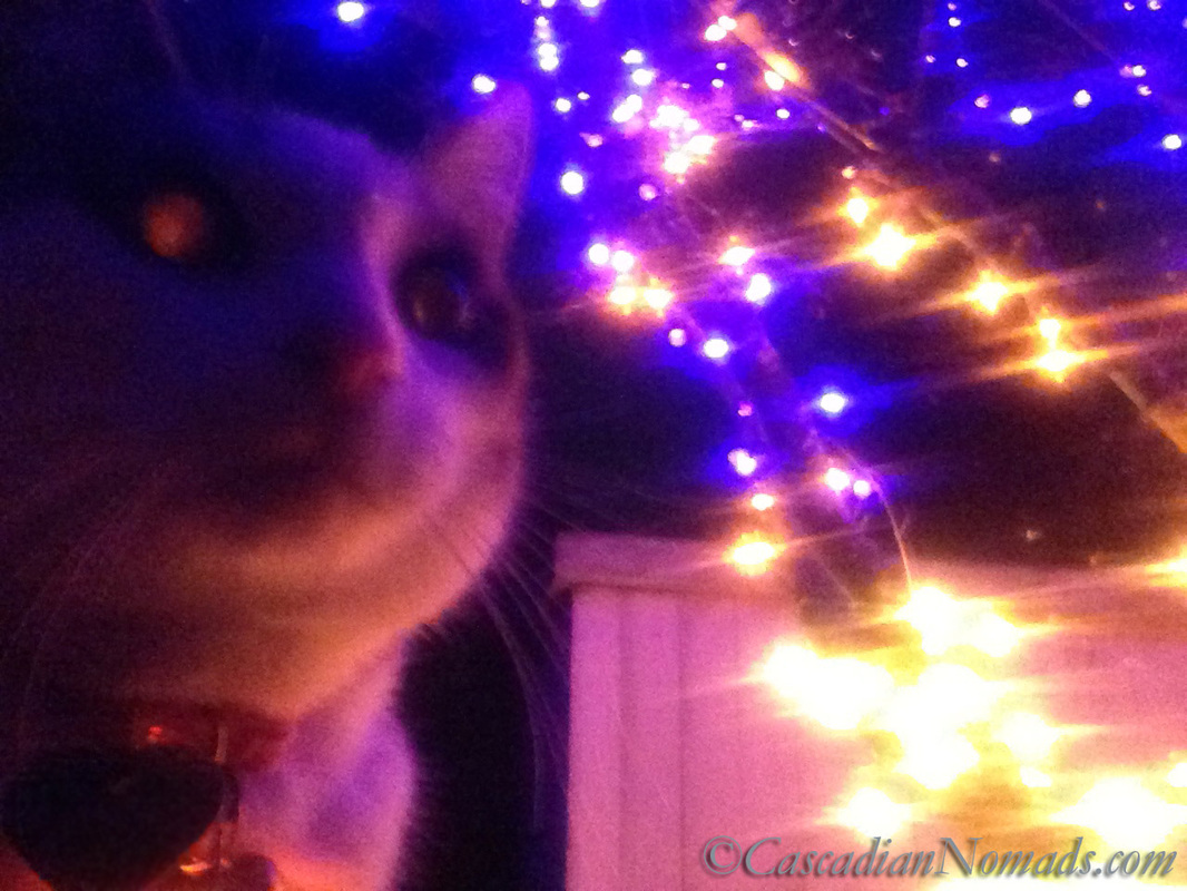 Cat Amelia's reflective eyes holiday light selfie