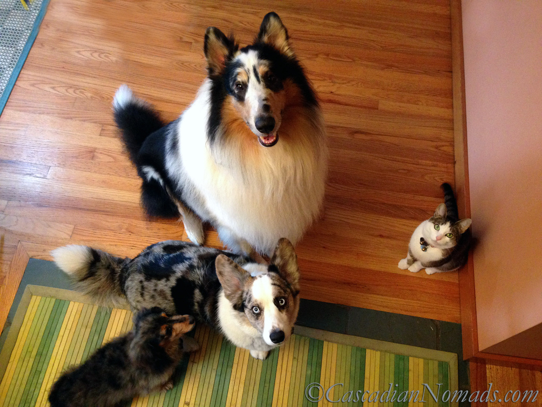 A dachshund, a corgi, a collie and a cat posing for a picture.