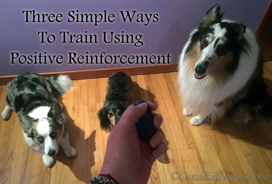 Three Dogs and Three Simple Ways To Train Using Positive Reinforcement Methods - blue merle Cardigan Welsh corgi Brychwyn, miniature long haired dachshund Wilhelm, rough collie Huxley featured in Positive Reinforcement Pet Training Week during National Train Your Dog Month.