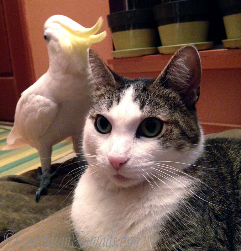 A beautiful Abyssinian tabby cat selfie photograph with a Triton cockatoo photobomb.