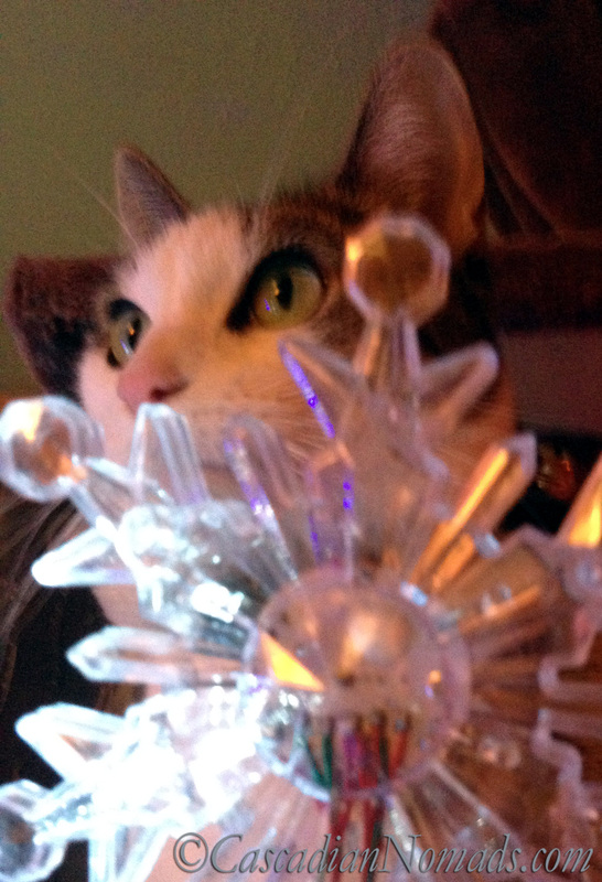 Cat Selfie of Amelia hiding behind a snowflake