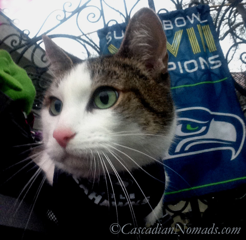 Cat Amelia's Seattle Seahwaks Super Bowl Champion banner selfie front.