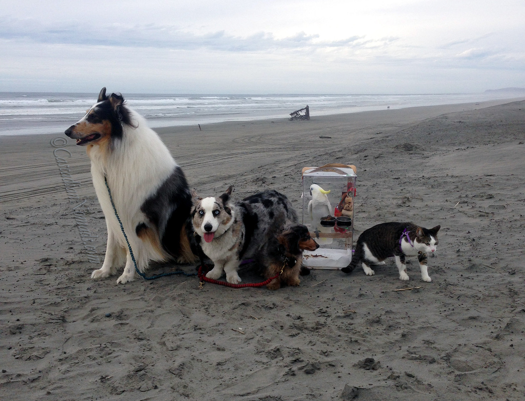 A traveling collie, a corgi, a dachshund, a cockatoo and a cat on the beach.