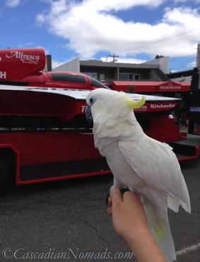 The West Seattle Hi-Yu Parade: Cascadian Nomads cockatoo, Leo, and a Seafair hydroplane