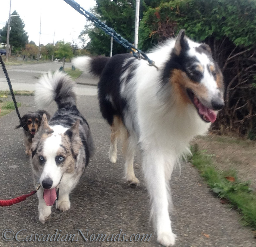 Fit dogs black and tan dapple miniature long-haired dachshund, Blue Merle Cardigan Welsh corgi and harlequin blue merle rough collie Walking to help dogs and other animals in need: Dog walking apps that inspire dog walks and donate to animal rescues, shelters and charities