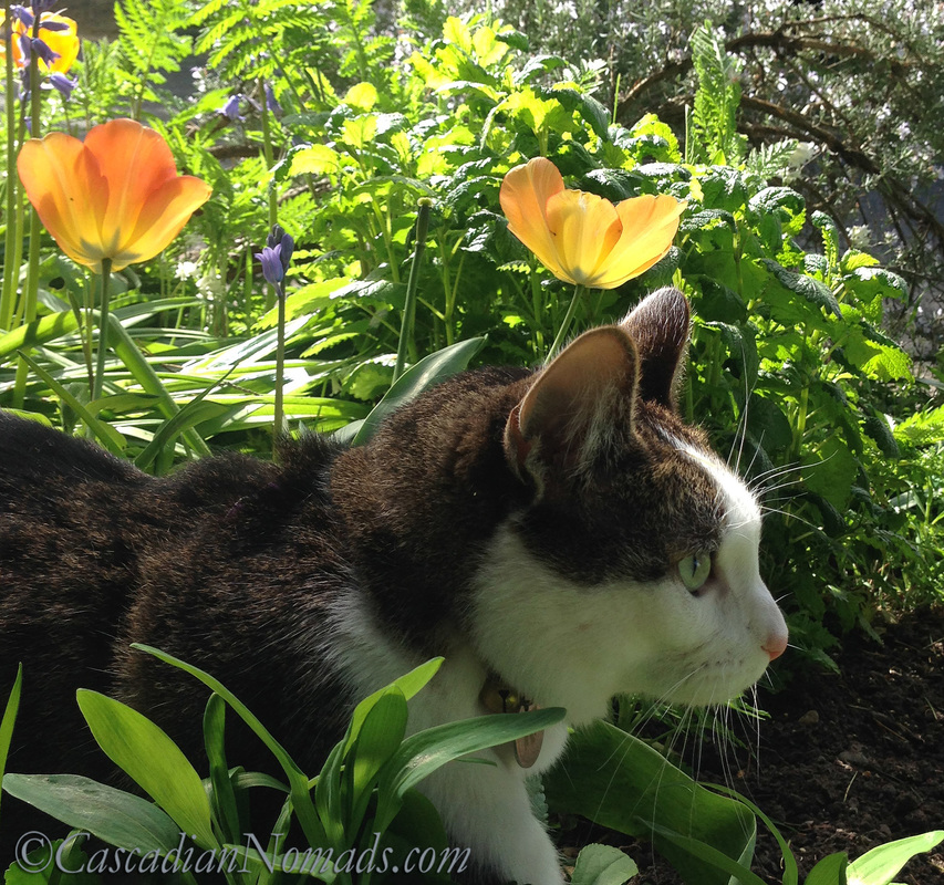 Adventure cat Amelia poses for a photo with peach colored tulip backlit by the springtime Seattle sunshine