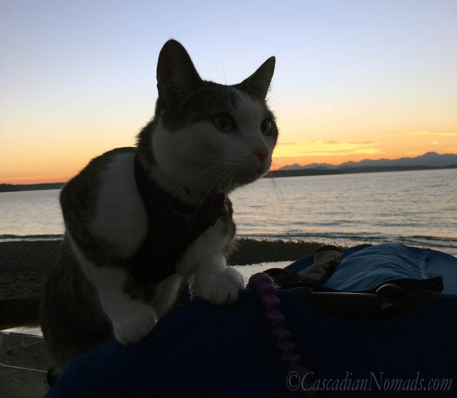 How to Train a Cat to Wear a Harness: Adventure cat Amelia loves her harness and leash because she gets to enjoy beautiful in Cascadia!
