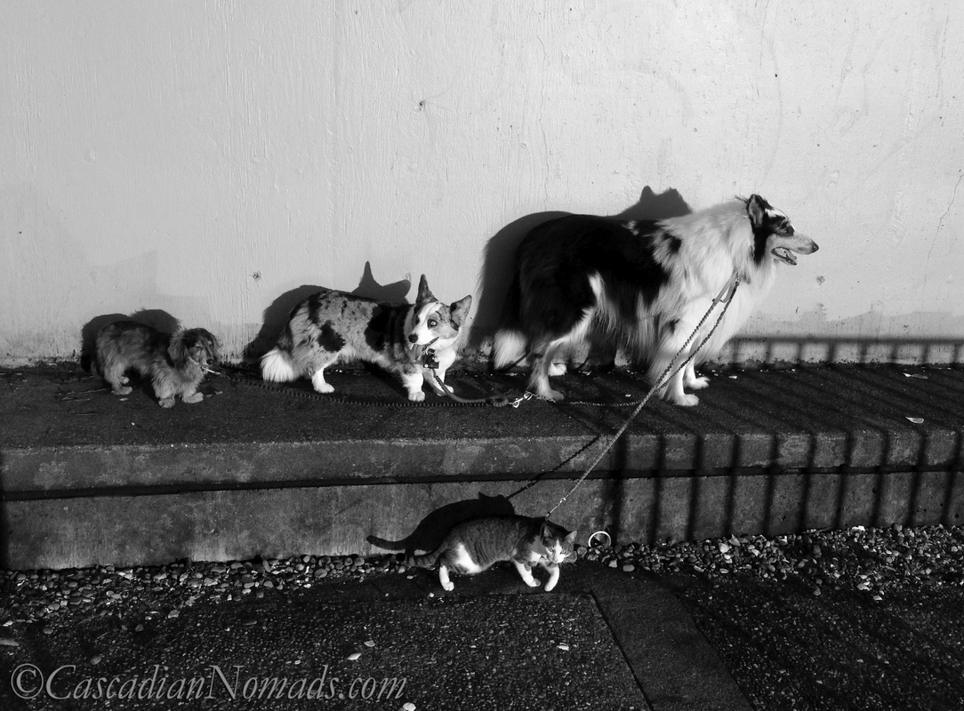 Dachshund, corgi and collie dogs, a cat and their shadows on two different walls.